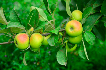 Branch with apples