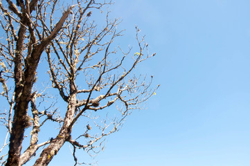 Fototapeta premium tree and blue sky