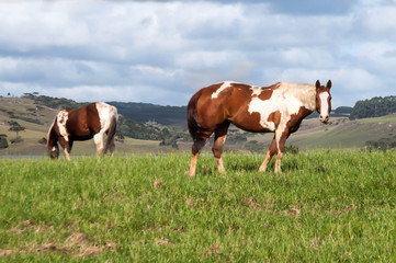Fototapeta na wymiar horses on pasture
