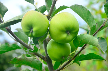 Branch with apples