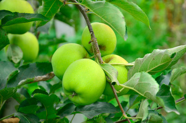 Branch with apples