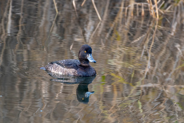 Tufted Duck Floating on Water