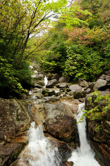 Obraz premium 屋久島もののけの森