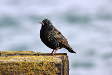 San Francsico bird by the pier