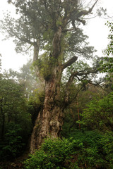 Fototapeta na wymiar 屋久島もののけの森