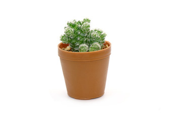 Fototapeta na wymiar Cactus in pot isolated on white background. Potted ornamental plants for absorb electromagnetic (EMF) radiation from computer in office, easy care potted plants