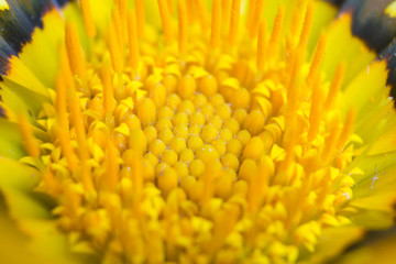 yellow flower close up