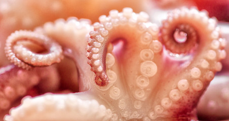 Tentacles of Octopus close up. 