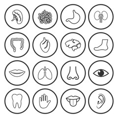 human anatomy icon vector design symbol