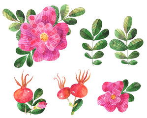 Set of watercolor stylized dog roses elements flowers, leaves, rose hip