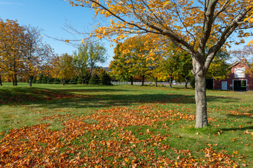 Autumn scene with tall orange and green maple trees in a field. The tree in the foreground has lost its leaves and they are laying 