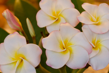 Close up view of rainbow plumeria (frangipani) tree flowers blooming a beautiful white from indoor low light conditions