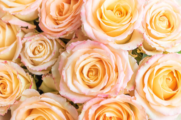 A pattern of tender lively roses. Close Up view. 