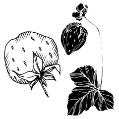 Vector strawberry fresh berry healthy food. Black and white engraved ink art. Isolated strawberry illustration element.