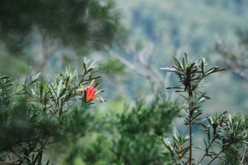 isolated red flower in the australian flora