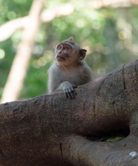 A Monkey Enjoying the Day in the Ubud Monkey Forest