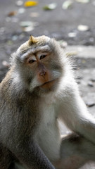 A Monkey Enjoying the Day in the Ubud Monkey Forest