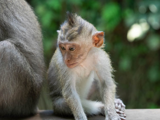 A Monkey Enjoying the Day in the Ubud Monkey Forest