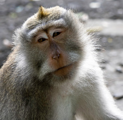 Fototapeta premium A Monkey Enjoying the Day in the Ubud Monkey Forest