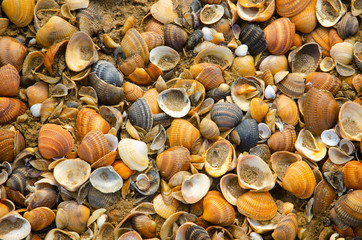 seashells