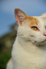 子猫
