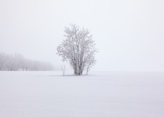 Fototapeta na wymiar tree on the snowy hill in the winter