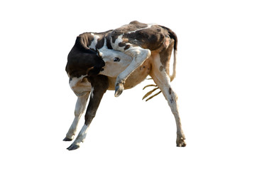 Chick licking own Tits