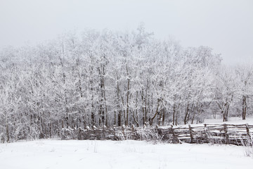 winter scenery with tree branches covered with snow