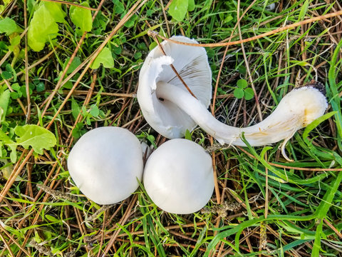 White dapperling or white Agaricus mushroom