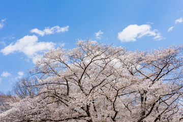 Fototapeta premium 晴天の日に咲く桜