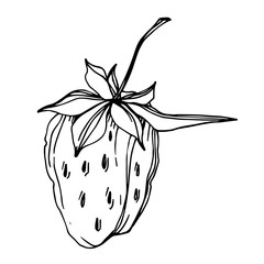 Vector strawberry fresh berry healthy food. Black and white engraved ink art. Isolated strawberry illustration element.