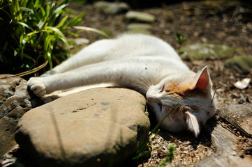 Obraz premium 子猫