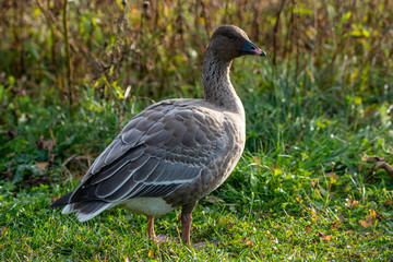 A wild pink footed goose stands in a field of grass with the sun shining on its body. The goose has a brown feathered chest and black and white feathers on its tail.
