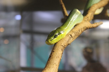 Green snake