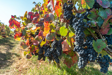 Vineyards at sunset in autumn harvest. Ripe grapes in fall. Alvarinho wine vineyards in Portugal