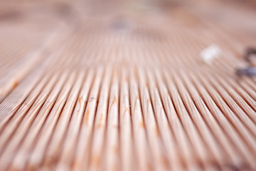 terrace siberian larch planks selective focus