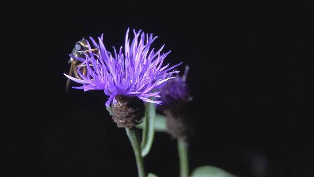 Syrphid fly flies over blue flower of Cornflower. Bright insect moves on flower on black background