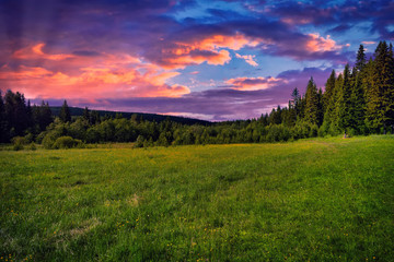 Beautiful sunset green meadow on a background of spruce forest summer landscape.