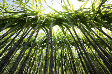 Plakat Sugarcane plants growing at field
