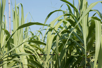 Sugarcane plants growing at field