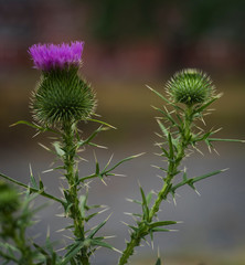 Thistle