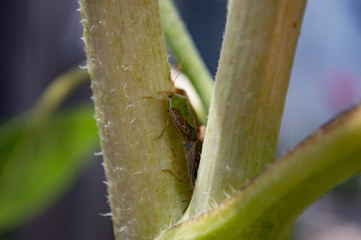 ant on a leaf