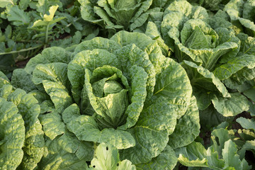 Chinese cabbage crop growing at field
