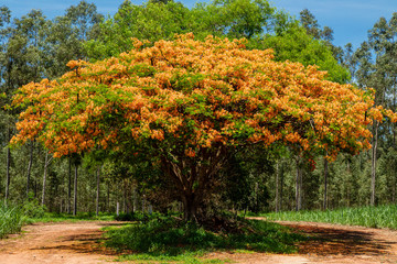 Flamboyant flowering tree with a beautiful blue sky in the background