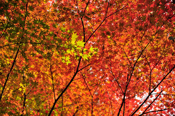 紅葉