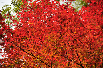 紅葉