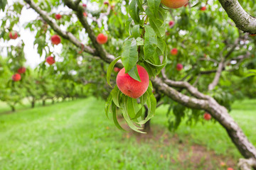 Fresh peach growing on tree in orchard