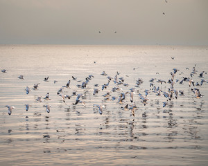 A group of seagulls floating in the middle of Bang Pu sea, Samut Prakan, Thailand.