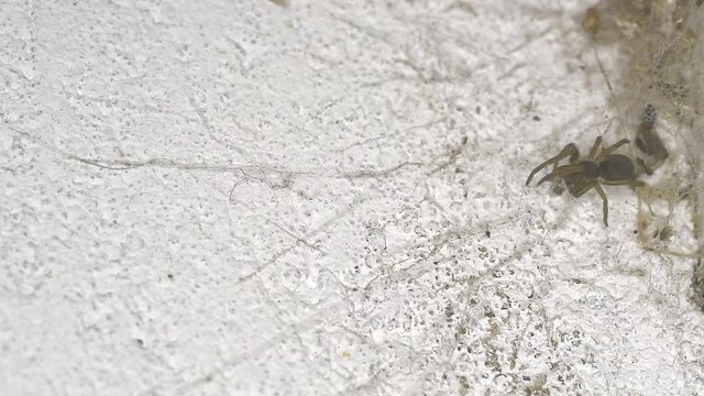 A little Southern Crevice Spider (Kukulcania hibernalis) takes its prey close to the lair and hastily gets inside.