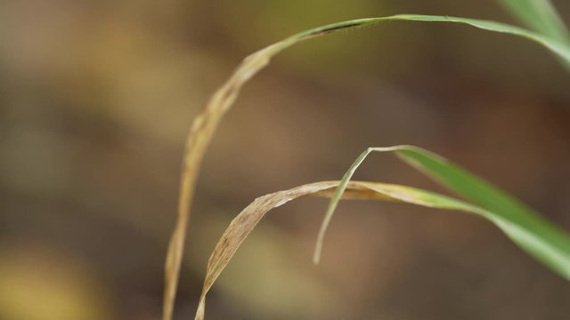 Herbe ambience amtomne